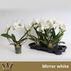 Phal El Cascade Bow White 16+