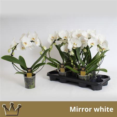 Phal El Cascade Bow White 16+