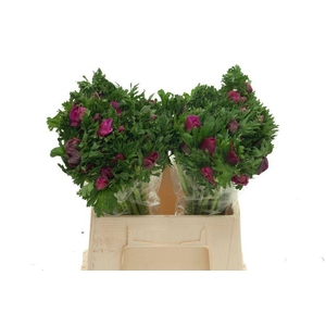 ANEM CO GALIL PURPER