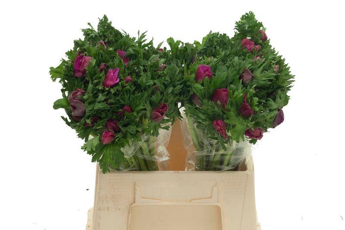 <h4>ANEM CO GALIL PURPER</h4>