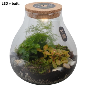 Arr.   Kamerplant Groen H%