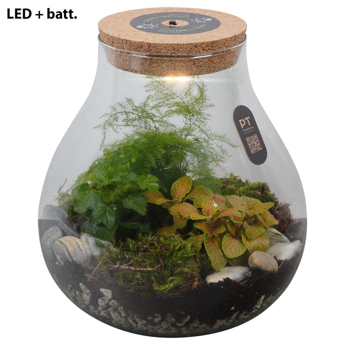 <h4>Arr.   Kamerplant Groen H%</h4>