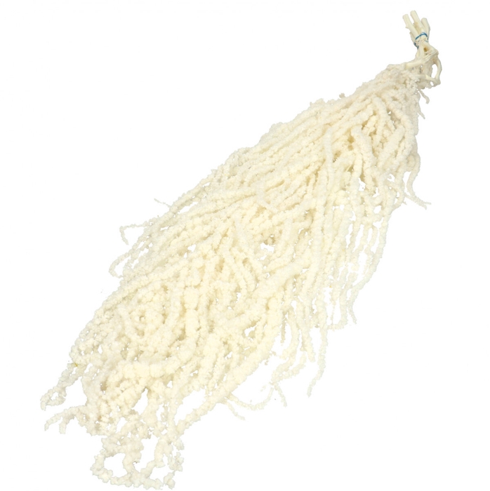 <h4>Droogbloem Amaranthus hang 60cm x5</h4>