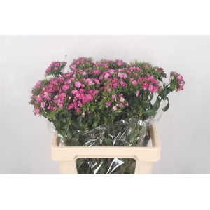 Di Barb Amazone Pink