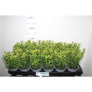 Euonymus Ja M Aureov