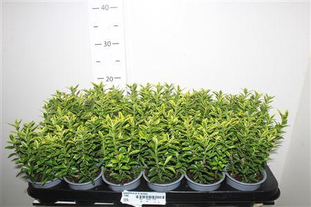 <h4>Euonymus Ja M Aureov</h4>