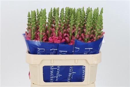 <h4>Antir Antibes Rose</h4>
