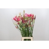 Nerine Mix