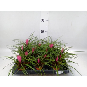 Tillandsia cyanea