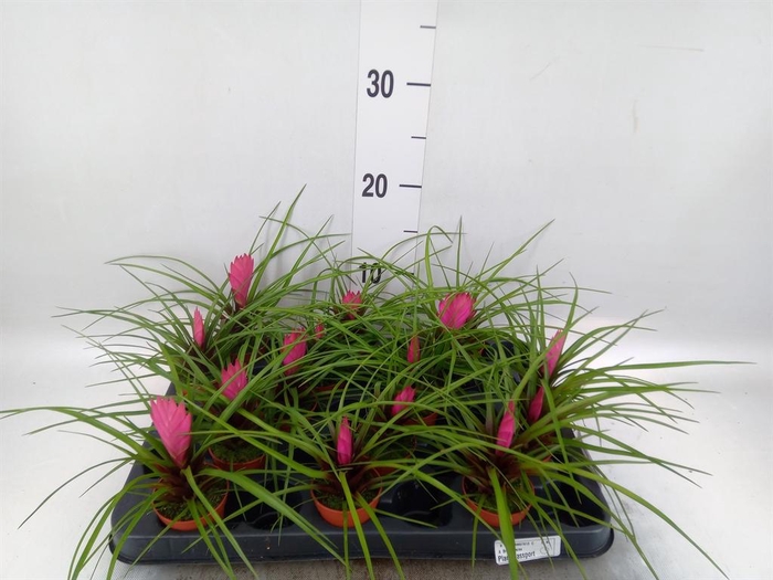 <h4>Tillandsia cyanea</h4>