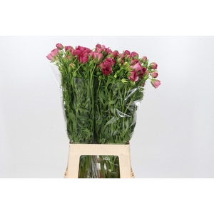 Ranunculus Butterfly Lycia