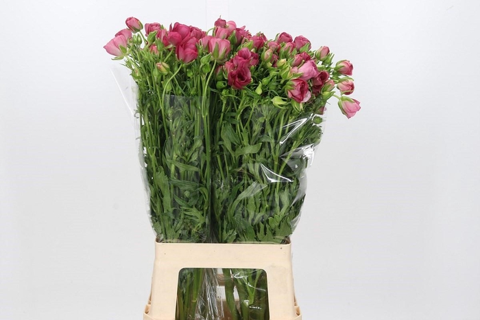 <h4>Ranunculus Butterfly Lycia</h4>