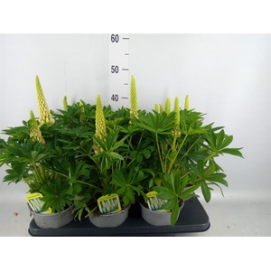 Lupinus polyp. 'Lupini White'