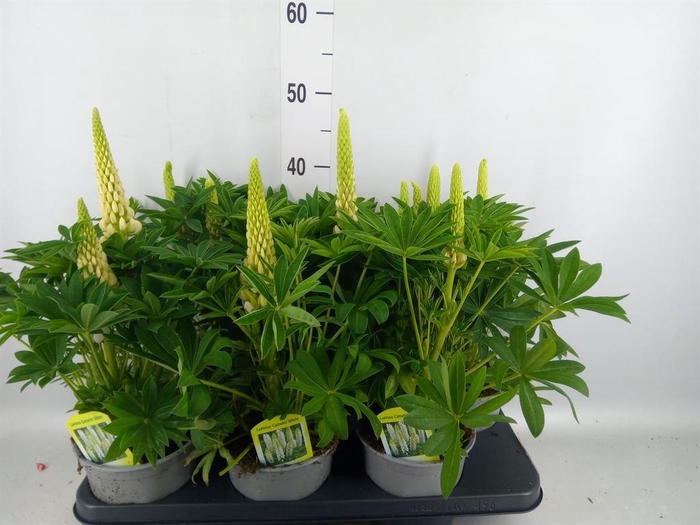<h4>Lupinus polyp. 'Lupini White'</h4>