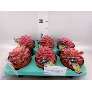 Aeonium   ...