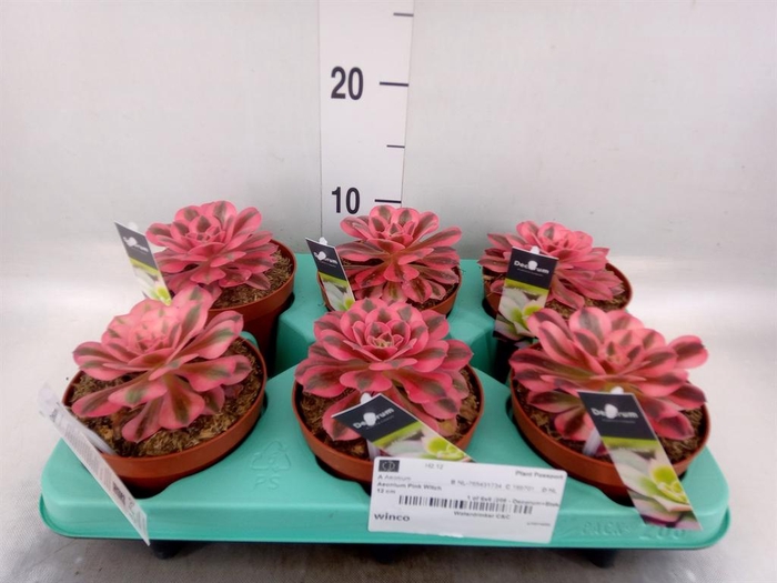 <h4>Aeonium   ...</h4>