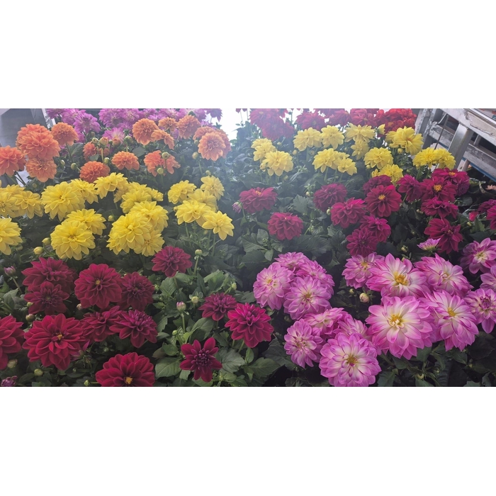 <h4>DAHLIA ROYAL GEM</h4>