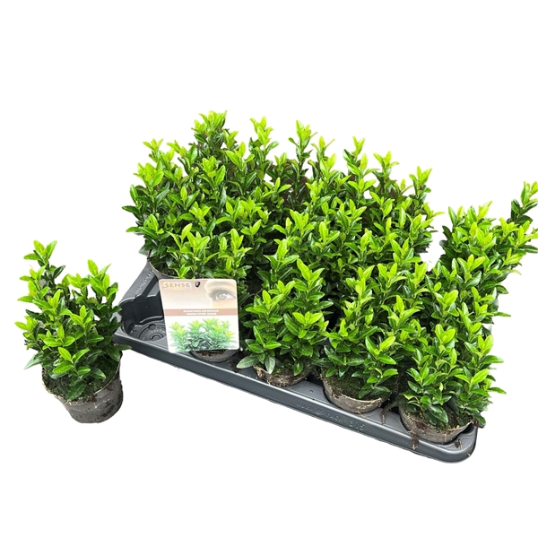<h4>Euonymus jap. 'Green Spire' (Jean Hugues) sense</h4>