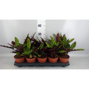 Calathea lancifolia