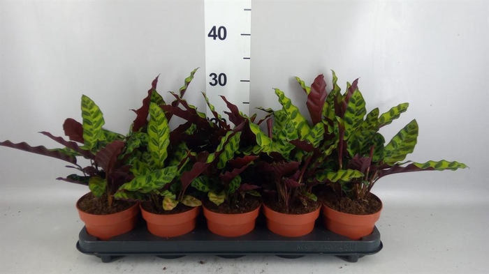 <h4>Calathea lancifolia</h4>
