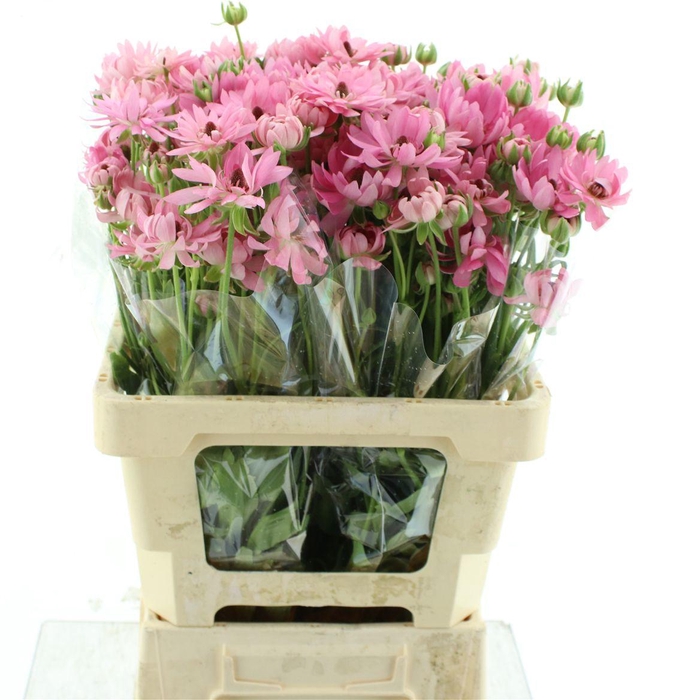 <h4>Ran Nat Moderna Venus</h4>