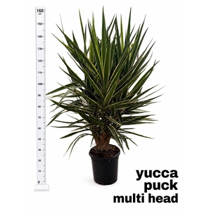 YUCCA  PUCK