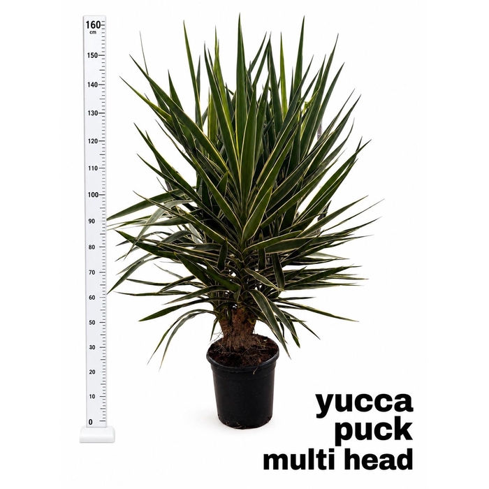 <h4>YUCCA  PUCK</h4>