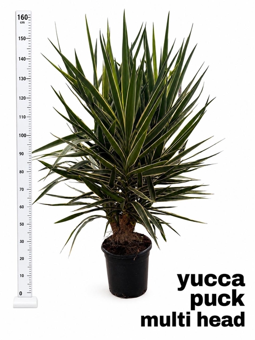 <h4>YUCCA  PUCK</h4>