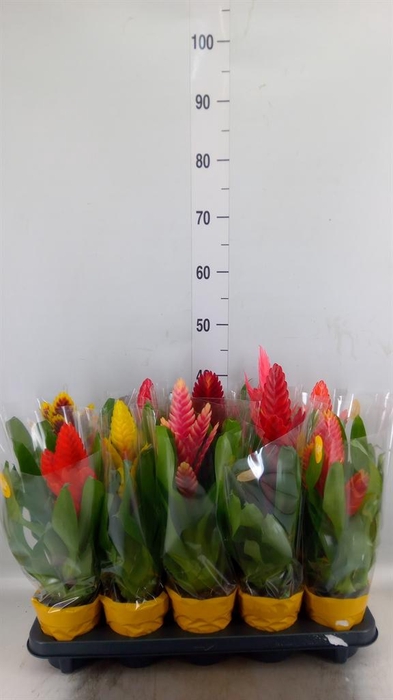 <h4>Vriesea   ...mix 8</h4>