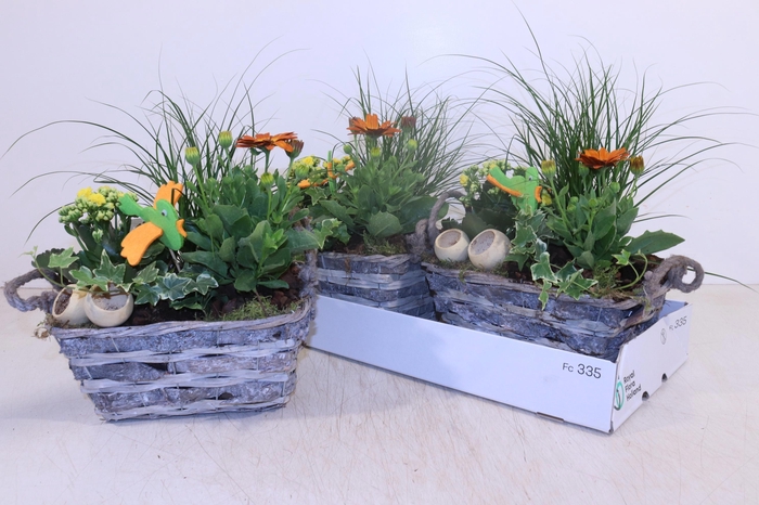 <h4>ARR TUINPLANTEN</h4>