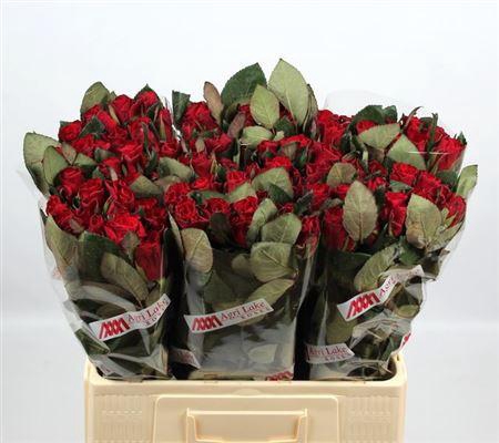 <h4>R Gr Red Tacazzi+</h4>