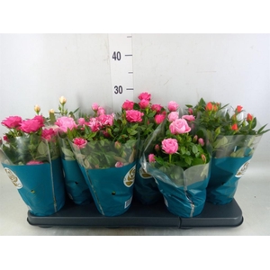 Rosa  'Star Roses'   ...mix