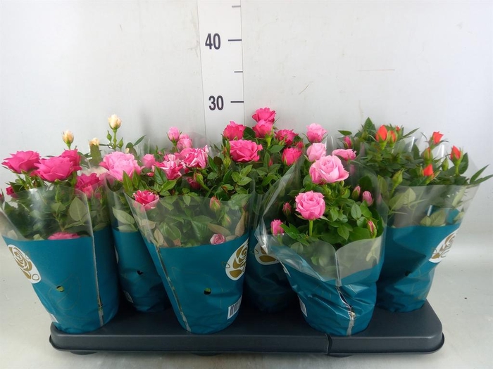 <h4>Rosa  'Star Roses'   ...mix</h4>