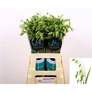 Chasmanth Latifolium 70 Cm