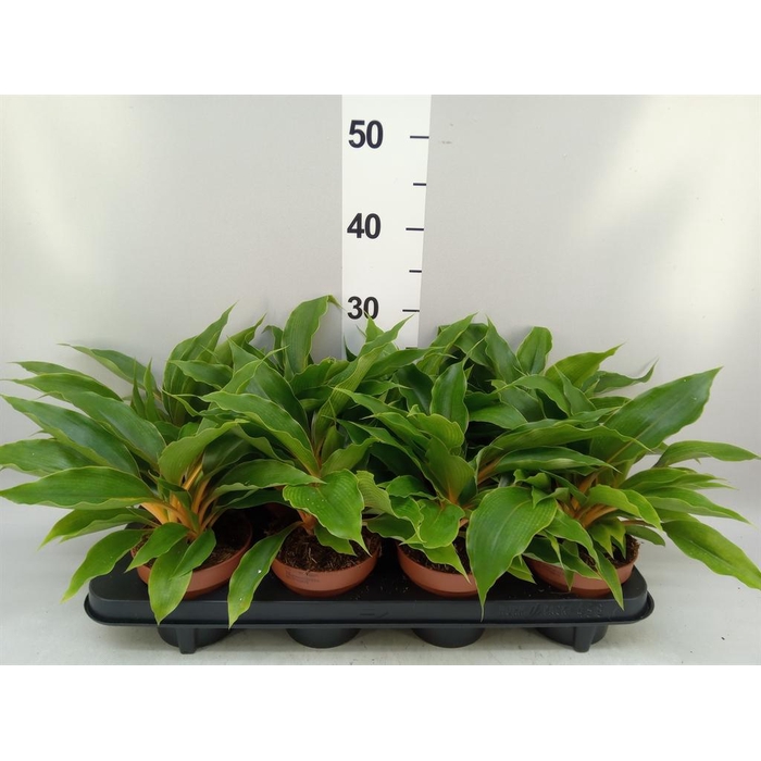 <h4>Chlorophytum orchi. 'Fire Flash'</h4>