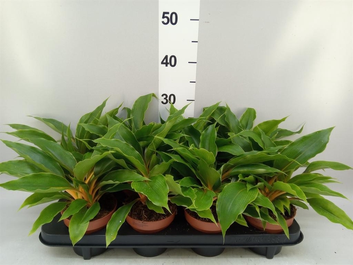 <h4>Chlorophytum orchi. 'Fire Flash'</h4>