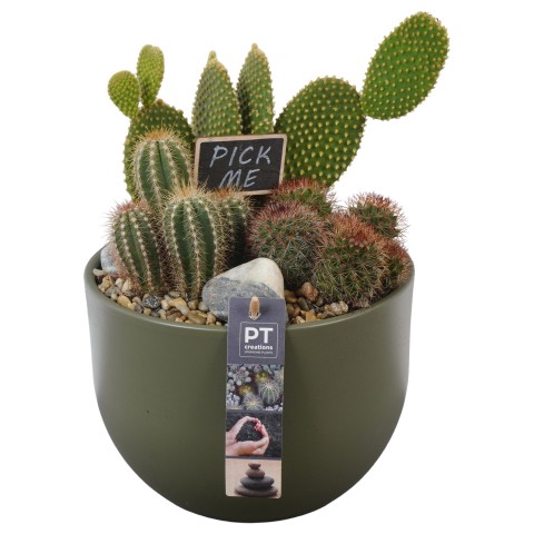 <h4>PTCT3845 Arrangementen Cactus</h4>