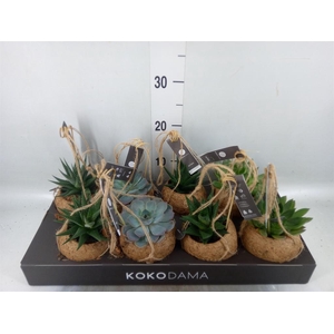 Succulents   ...mix 4