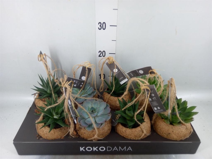 <h4>Succulents   ...mix 4</h4>