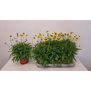 CORE GRANDIFLORA