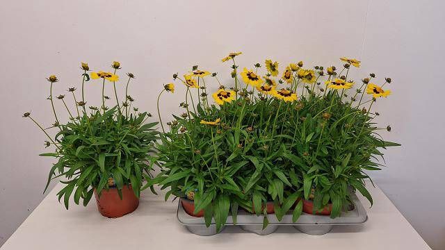 <h4>CORE GRANDIFLORA</h4>