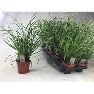 Carex 'Ice Dance' p12