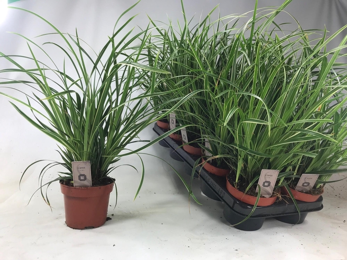 <h4>Carex 'Ice Dance' p12</h4>