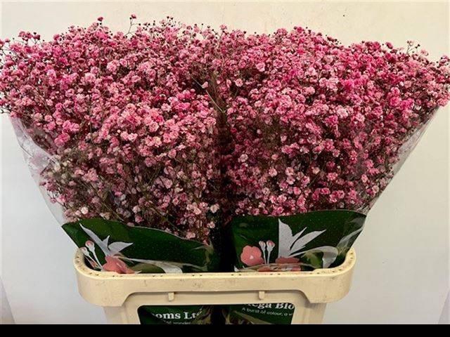 <h4>Gyps Klb H%</h4>