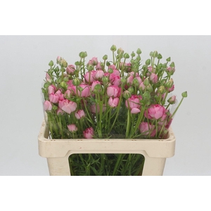 Ranunculus Natura Moderna Dolce