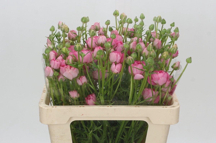 <h4>Ranunculus Natura Moderna Dolce</h4>