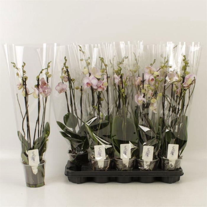 <h4>PHAL HARMONY</h4>