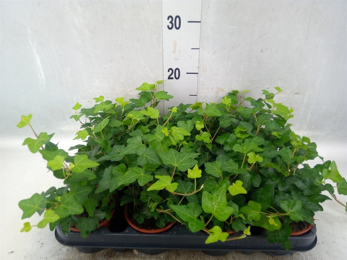 <h4>Hedera helix 'Brenda'</h4>