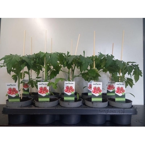 TOMATENPLANTEN