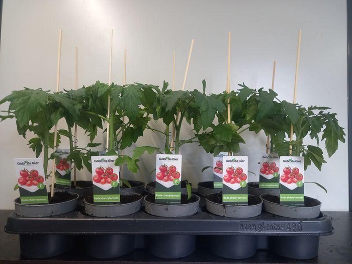 <h4>TOMATENPLANTEN</h4>